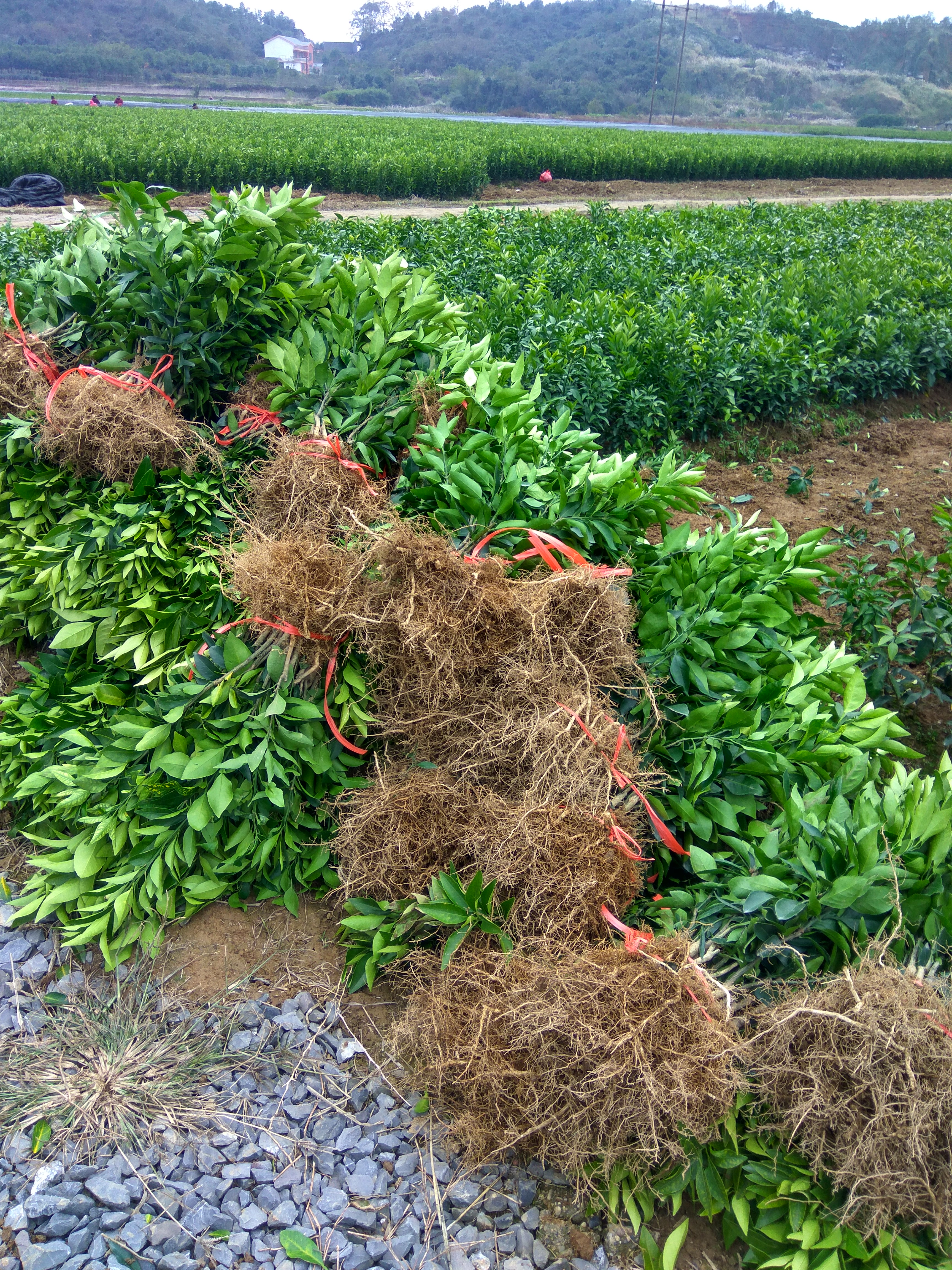 供應(yīng)春見(jiàn)苗 基地 批發(fā) 春見(jiàn)苗 春見(jiàn)苗 湖南柑橘苗批發(fā) 供應(yīng)