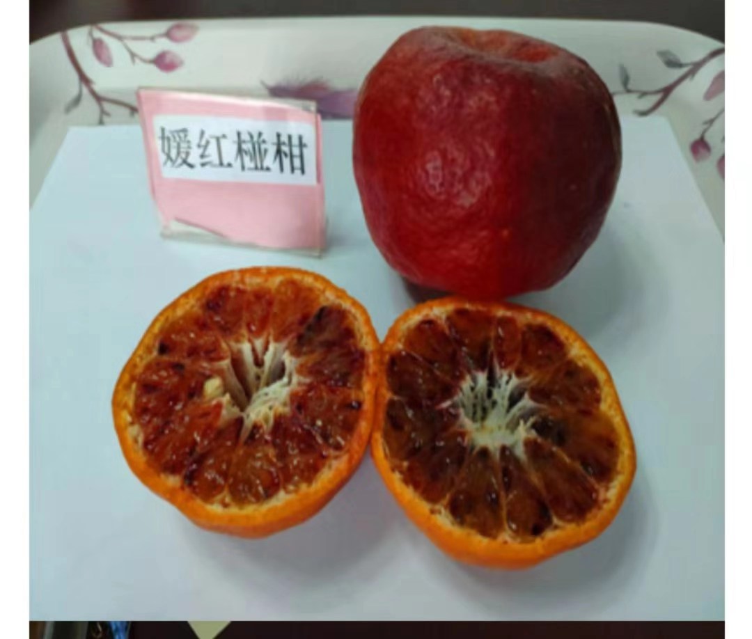 媛紅碰柑苗批發(fā) 媛紅碰柑苗供應(yīng)