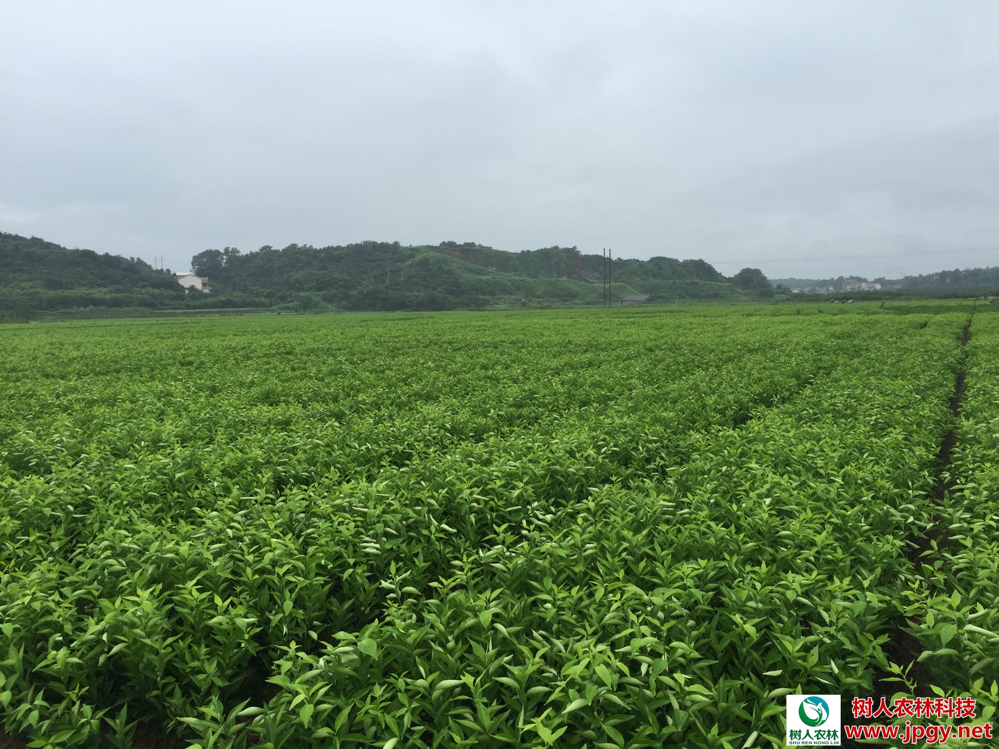 愛媛苗30號價格   愛媛苗30號