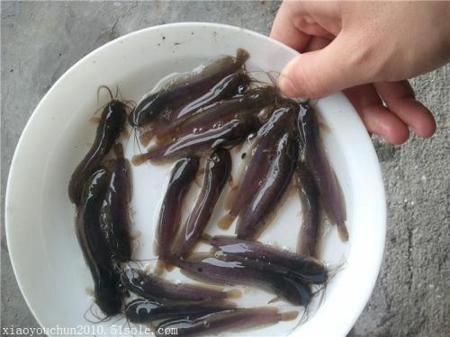 惠州本地塘鲺魚苗批發(fā)價格  本地塘鲺魚苗水產(chǎn)廠家直銷報價