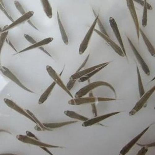 惠州鯽魚苗批發(fā)價格 鯽魚苗水產(chǎn)廠家直銷報價  優(yōu)質(zhì)鯽魚苗費用