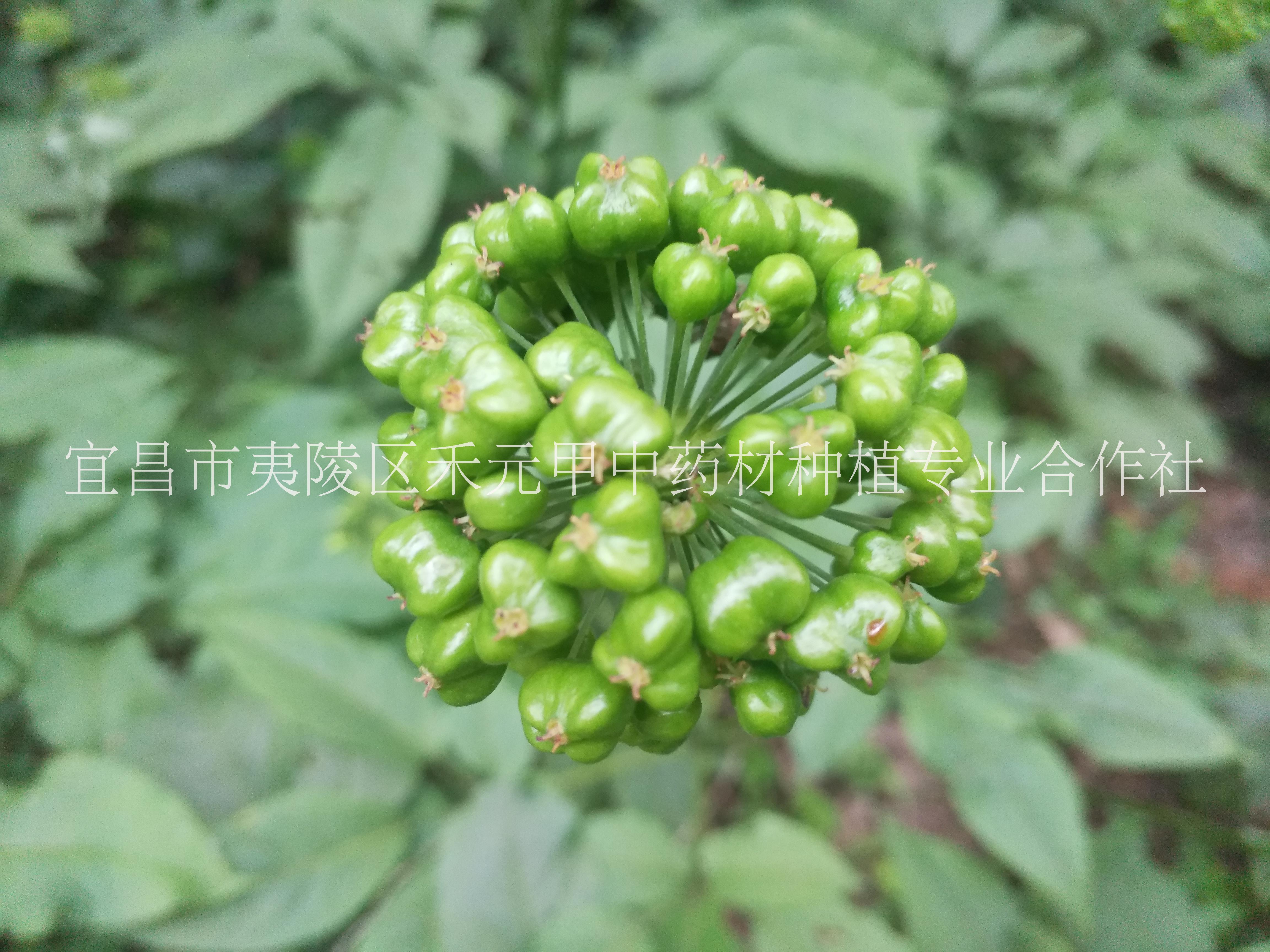 竹節(jié)參種子種苗種植技術(shù)