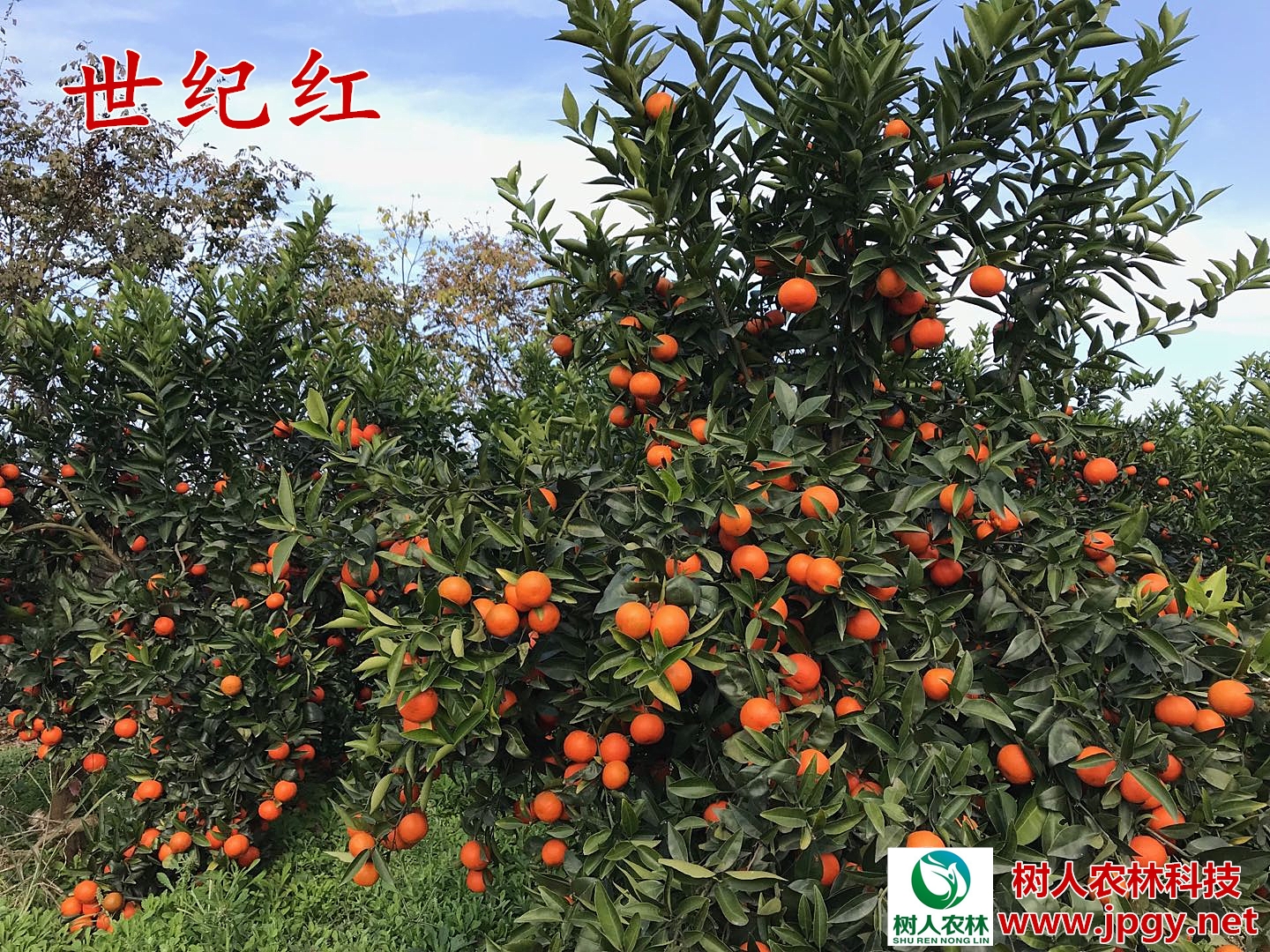 世紀(jì)紅柑橘苗價格  世紀(jì)紅柑橘苗 世紀(jì)紅柑橘苗 湖南正在的世紀(jì)紅