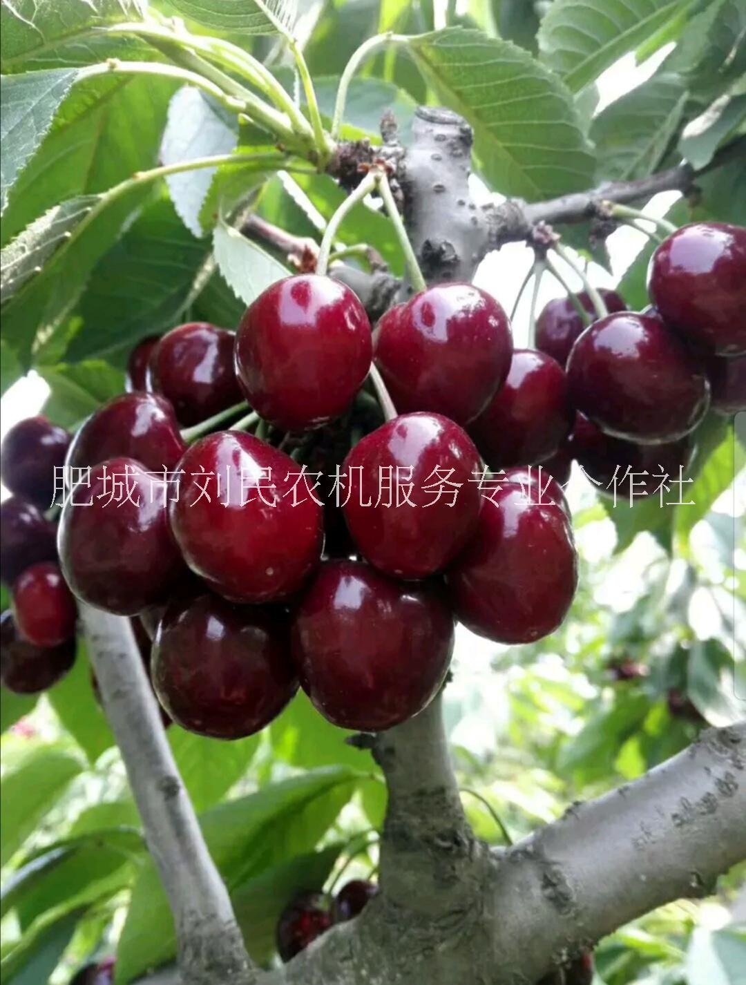 櫻桃苗-優(yōu)質(zhì)櫻桃苗- 櫻桃小苗價(jià)格-山東大櫻桃