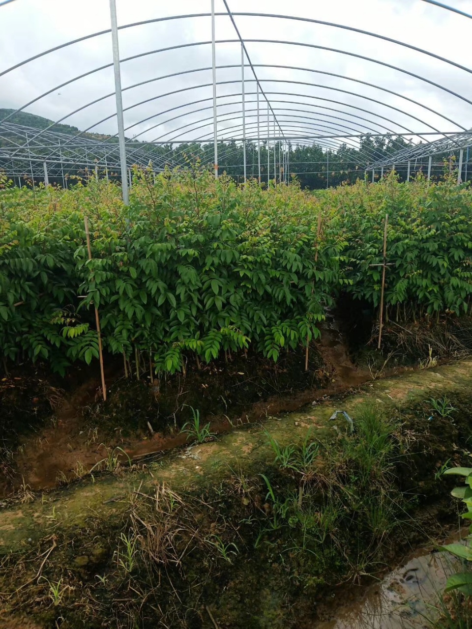 泰國楊桃苗基地批發(fā)電話報價