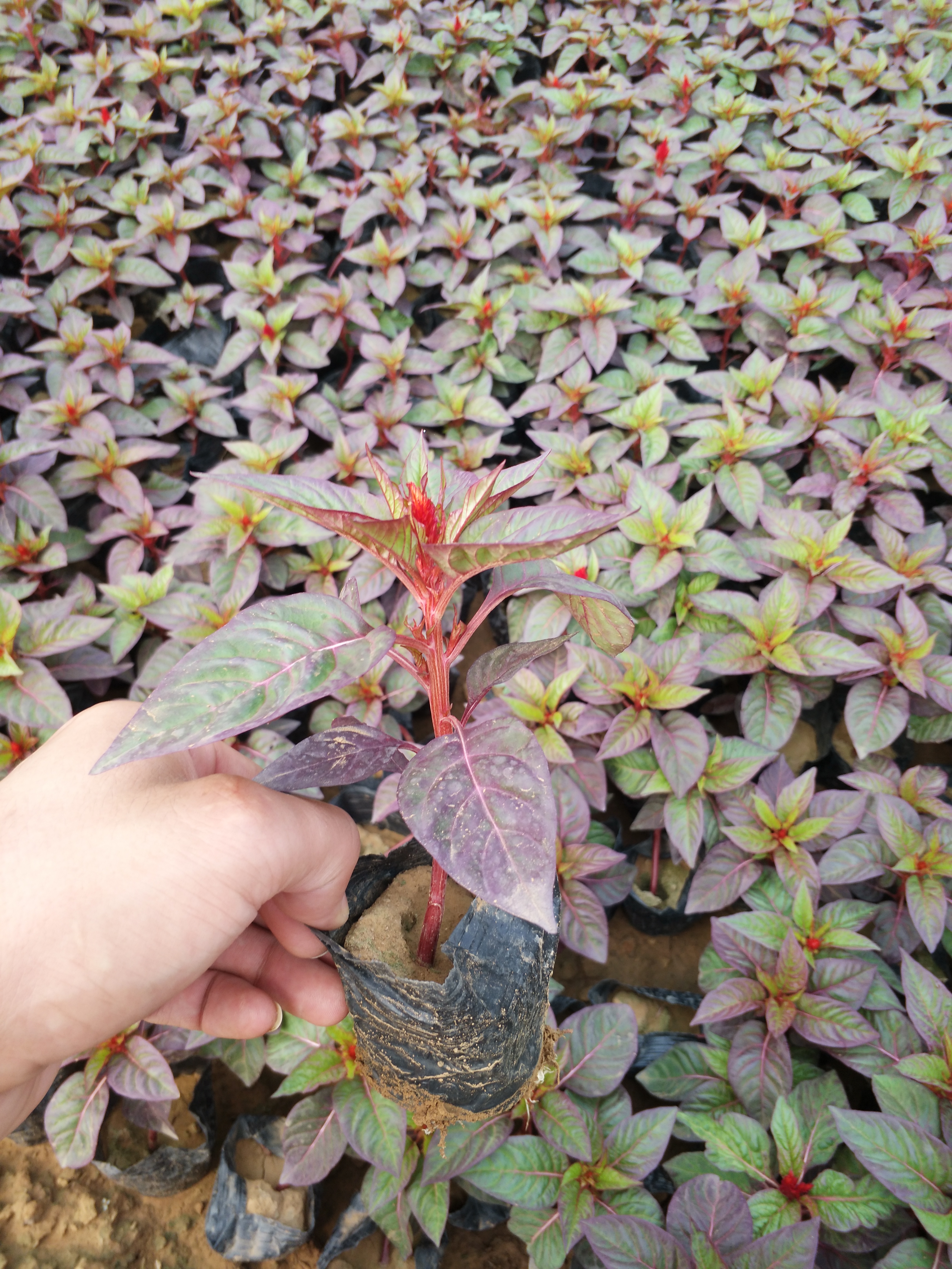 雞冠花種植基地，雞冠花大量供應(yīng)，青州雞冠花批發(fā)，雞冠花銷售