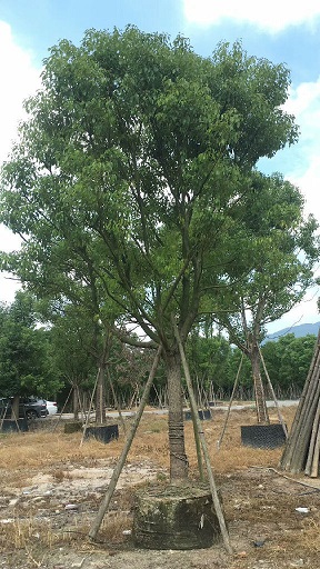 基地直銷供應(yīng)多規(guī)格園林行道景觀樹香樟