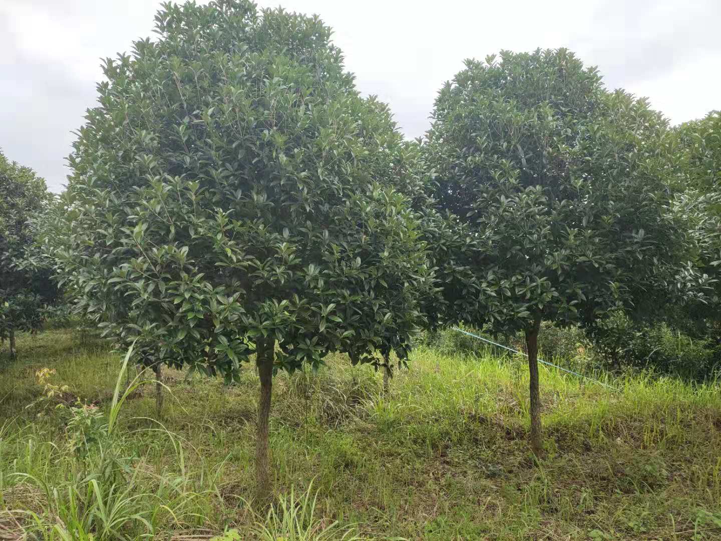 湖南省瀏陽(yáng)市紅桂花樹(shù) 丹桂