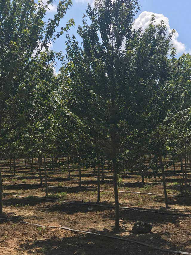 專業(yè)種植美國紅楓_紅楓價(jià)格_臨沂紅楓種植基地