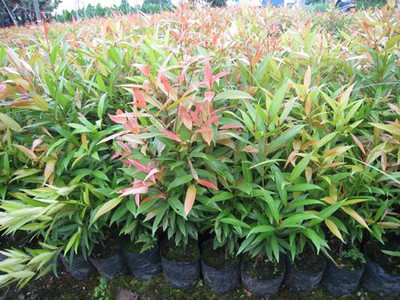 產(chǎn)地直銷(xiāo)供應(yīng)園林彩色護(hù)坡地被植物紅車(chē)