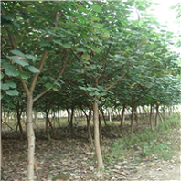沐陽苗木種植基地特價供應*喬木黃瑾