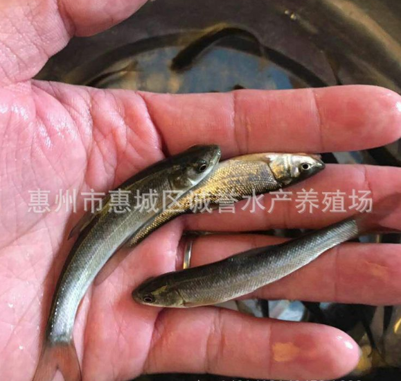 銀鱈魚苗養(yǎng)殖，價格，批發(fā)，*