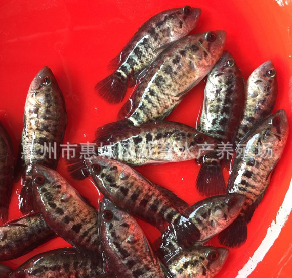 淡水石斑魚苗 花斑魚魚苗 大量批發(fā) 價格從優(yōu) 全國各地包郵