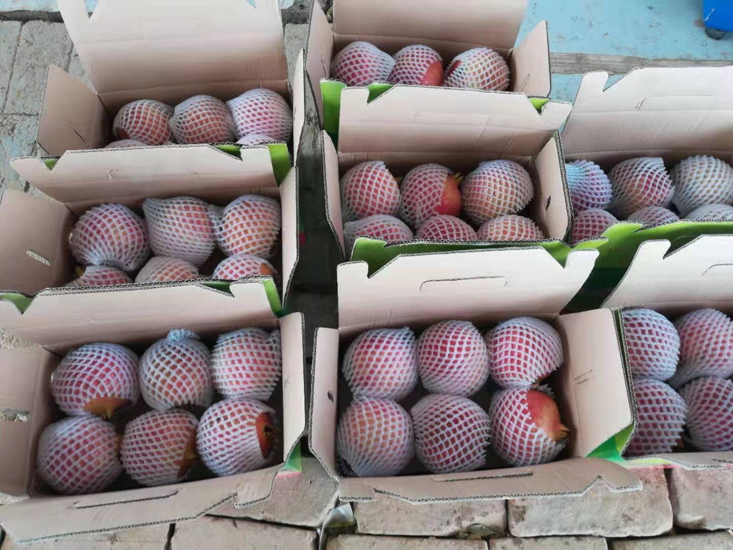 滎陽石榴批發(fā)商—*軟籽石榴—種植