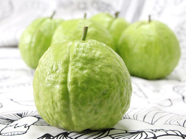 漳州帝王芭樂苗廠家直銷,帝王芭樂苗批發(fā)采購,帝王番石榴苗,帝王番石榴苗批發(fā),帝王種苗批發(fā)