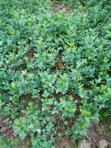 江西柑橘奶苗基地-江西柑橘奶苗批發(fā)價格【四川傾田農(nóng)業(yè)開發(fā)有限公司】