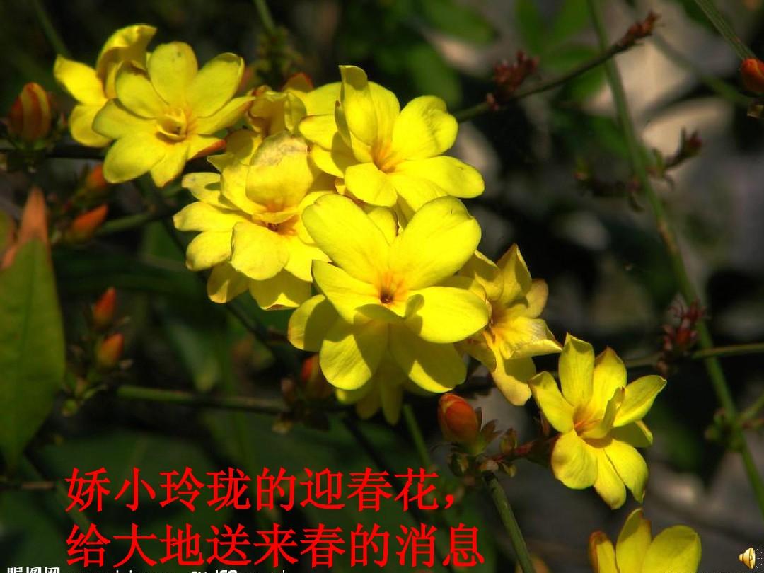 湖南迎春花基地-湖南迎春花批發(fā)價(jià)格-【友誼草坪苗木基地】