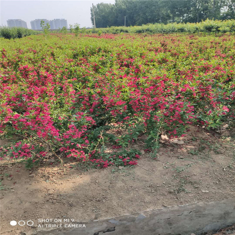 紅王子錦帶花基地叢生錦帶價格