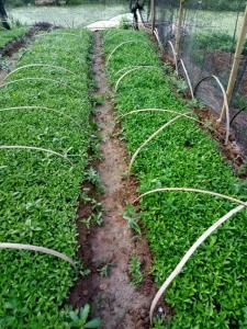 江西柑橘奶苗基地-江西柑橘奶苗批發(fā)價格【四川傾田農(nóng)業(yè)開發(fā)有限公司】