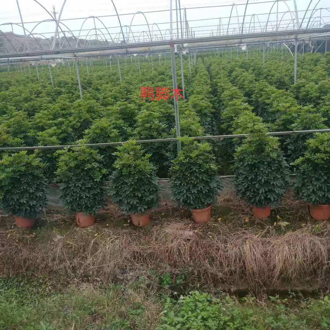 四川鴨腳木基地-四川鴨腳木價(jià)格-【廣東肇慶鴨腳木批發(fā)】