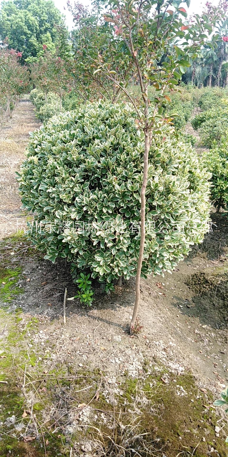 杭州金邊黃楊批發(fā)，金邊黃楊價格，金邊黃楊基地