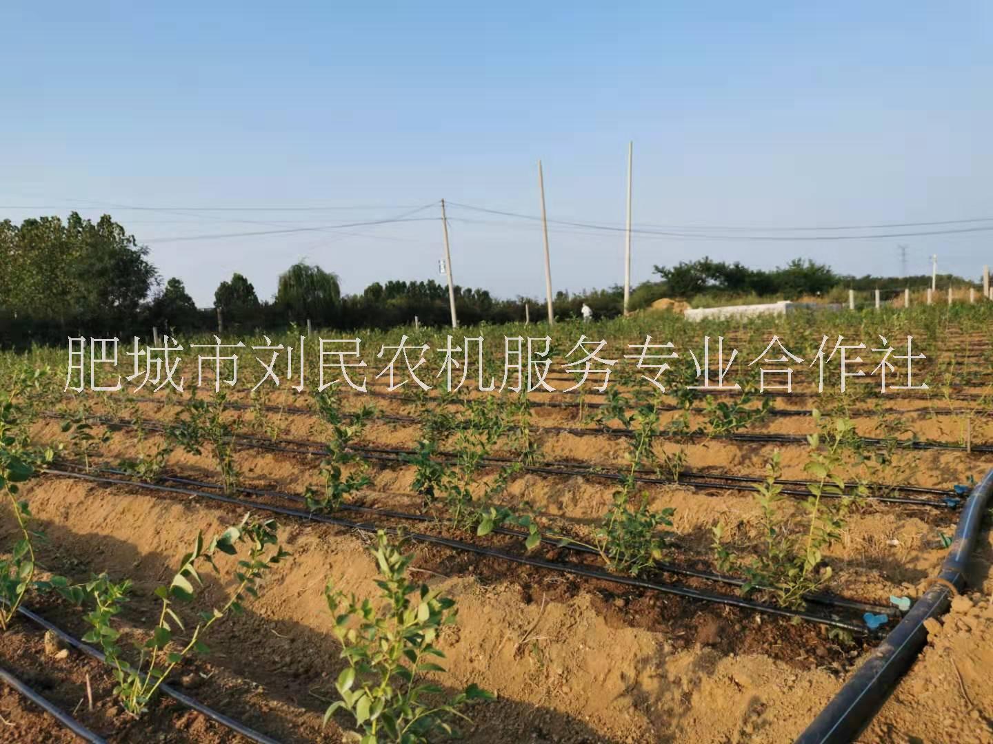 山東藍莓苗 藍莓苗生產(chǎn)廠家 藍莓苗廠家直銷