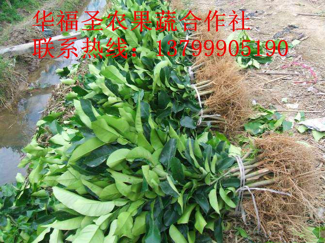 臍橙苗基地直銷-【湖南臍橙苗批發(fā)種植價格】