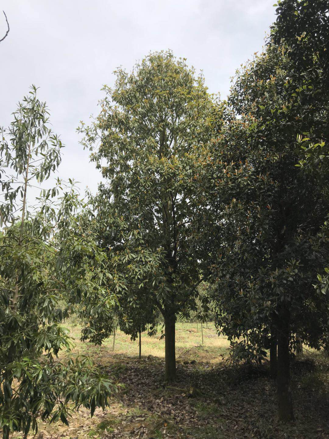 樂東單性擬木蘭