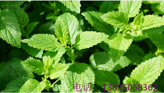 漱口水加工生產(chǎn)批發(fā)