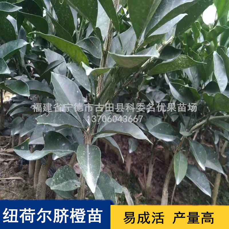 專業(yè)培育紐荷爾臍橙苗基地直銷，寧德紐荷爾臍橙苗批發(fā)價，寧德紐荷爾臍橙苗種植基地