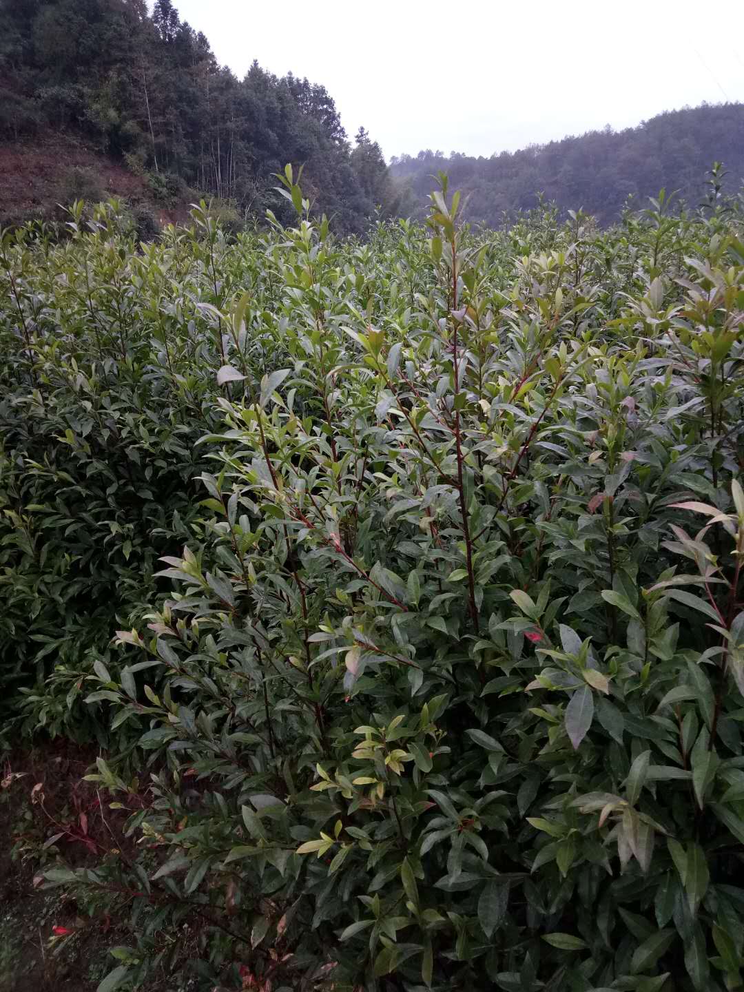 廣東山杜英苗種植園大量批發(fā)銷(xiāo)售 價(jià)格實(shí)惠