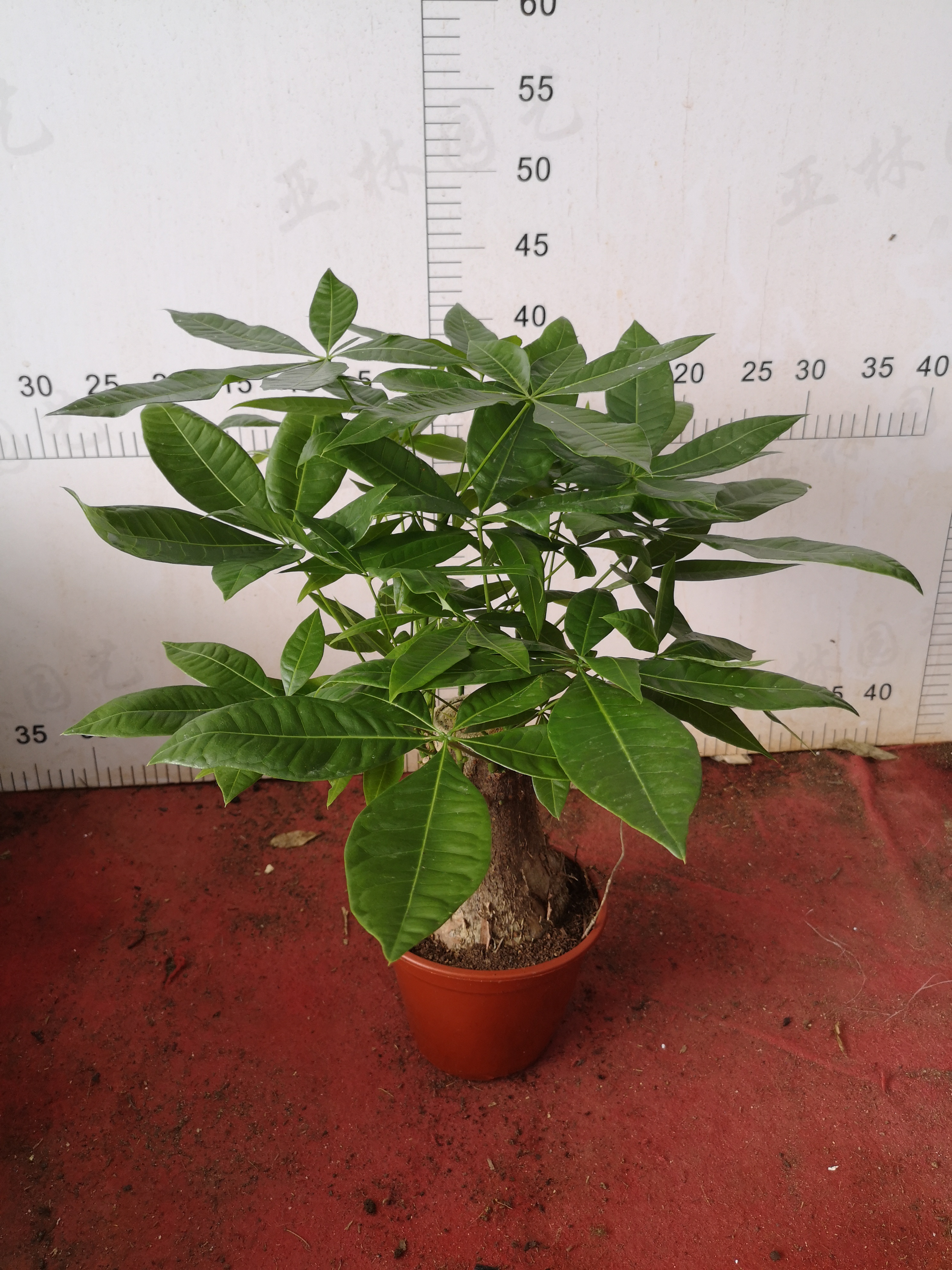 發(fā)財樹160#懶人植物室內(nèi)擺放好養(yǎng)活凈化空氣質(zhì)量迷你盆栽小綠植