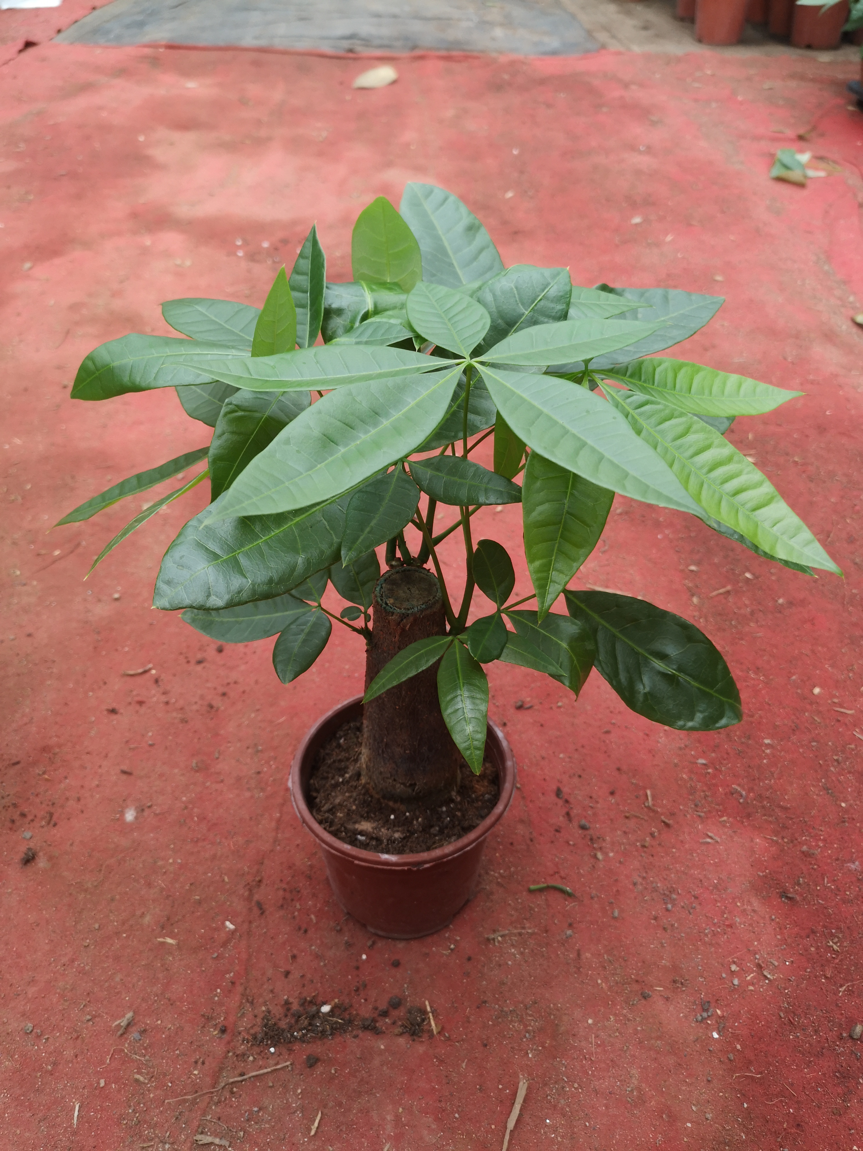 發(fā)財(cái)樹120#B級(jí)懶人植物室內(nèi)擺放好養(yǎng)活凈化空氣迷你盆栽綠植