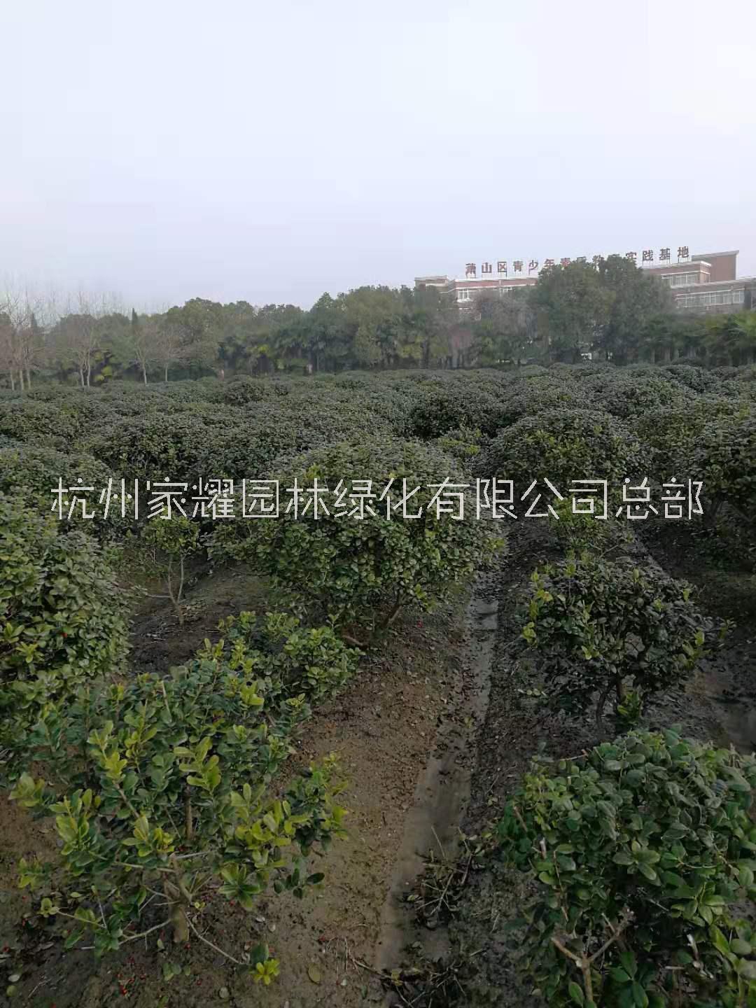 無刺枸骨種植，無刺枸骨批發(fā)，無刺枸骨銷售，無刺枸骨基地