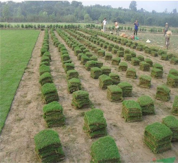 柳州馬尼拉草批發(fā)基地_廣西梧州馬尼拉草價格_【廣西貴港馬尼拉草批發(fā)】
