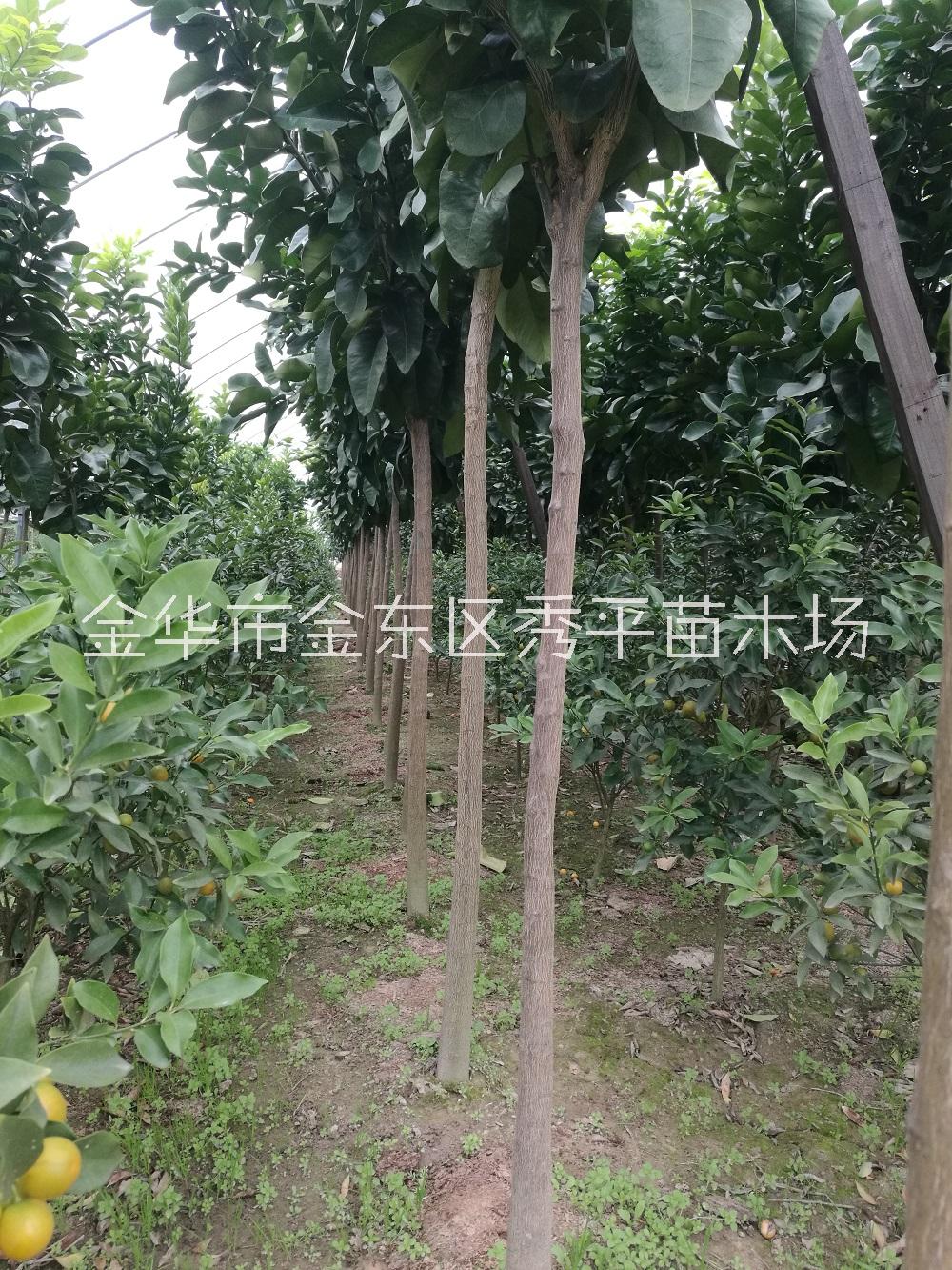 供應(yīng) 三紅蜜柚樹苗 4公分5公分三紅蜜柚樹苗