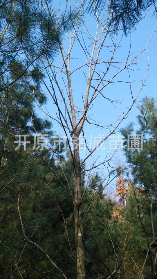 遼寧叢生水曲柳基地-遼寧叢生水曲柳批發(fā)價格-【開原市銘誠苗圃】