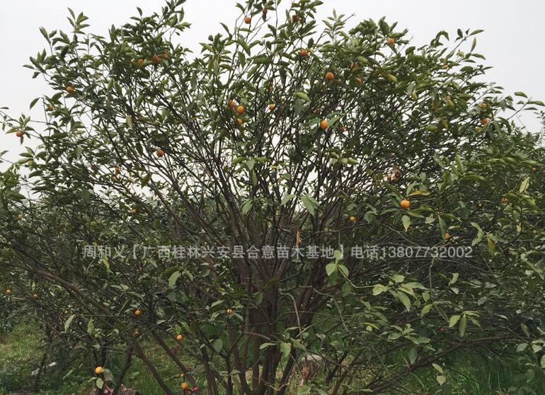 廣西室內(nèi)金桔樹基地-廣西室內(nèi)金桔樹價(jià)格【興安縣合意苗木基地】