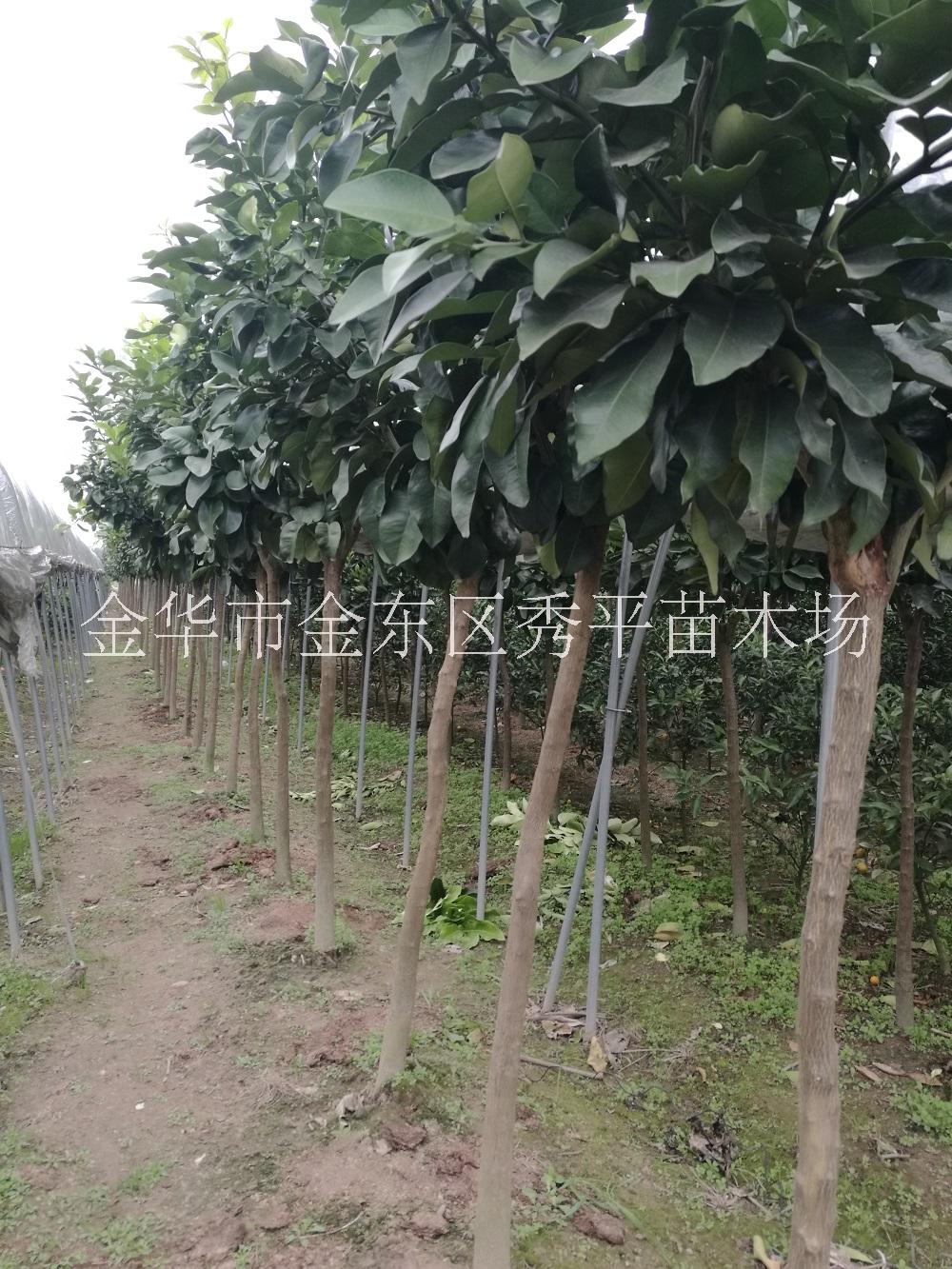 供應(yīng) 三紅蜜柚樹苗 4公分5公分三紅蜜柚樹苗