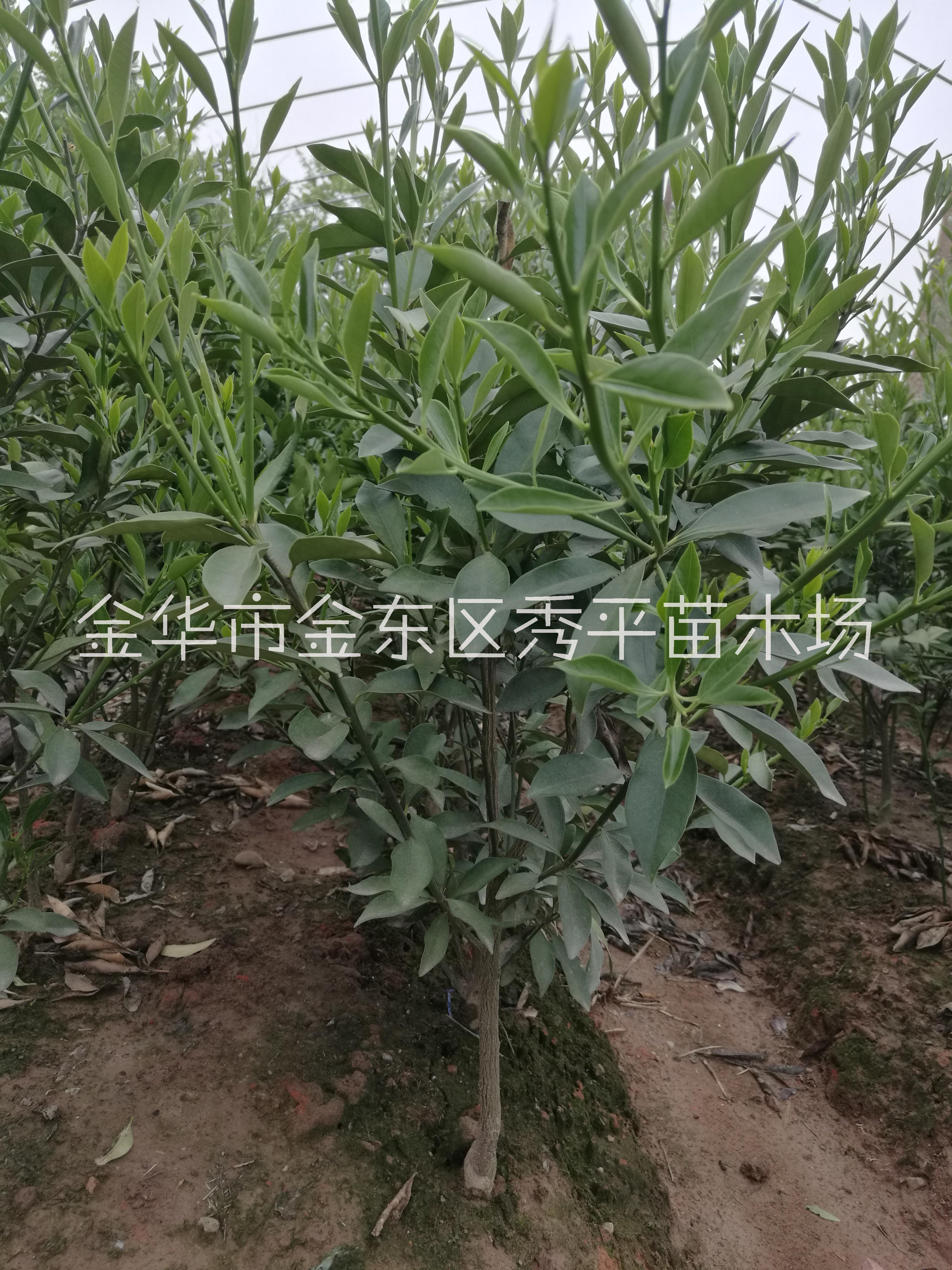 供應(yīng)金桔樹苗 二公分金桔苗