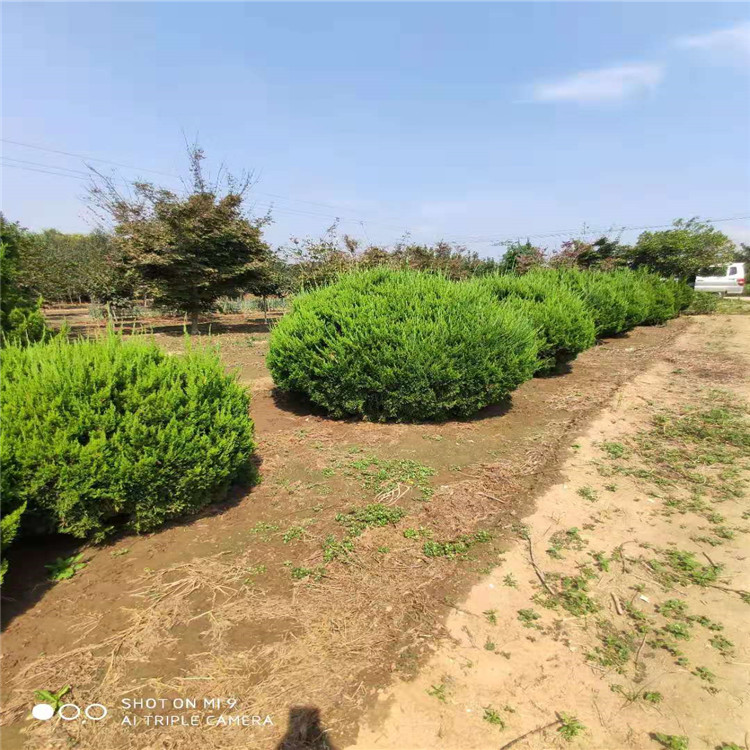 山東 1米龍柏球基地樹形美觀暢購無憂好貨價(jià)低