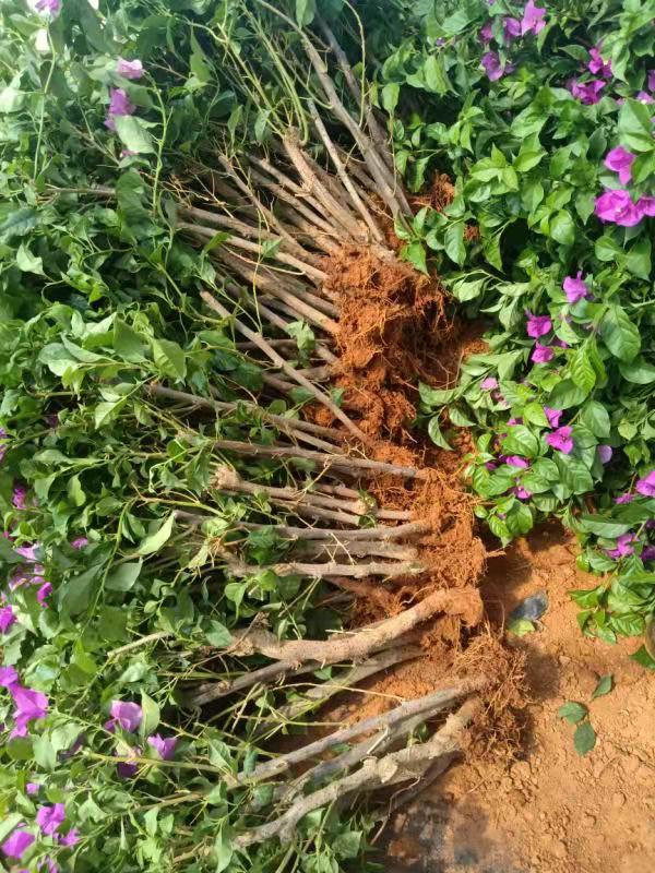 四川紫三角梅裸根苗種植批發(fā)價(jià)格