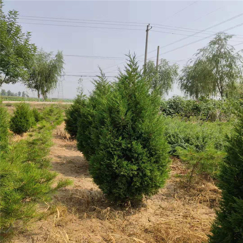 3米蜀儈@山東3米蜀儈多少錢一顆