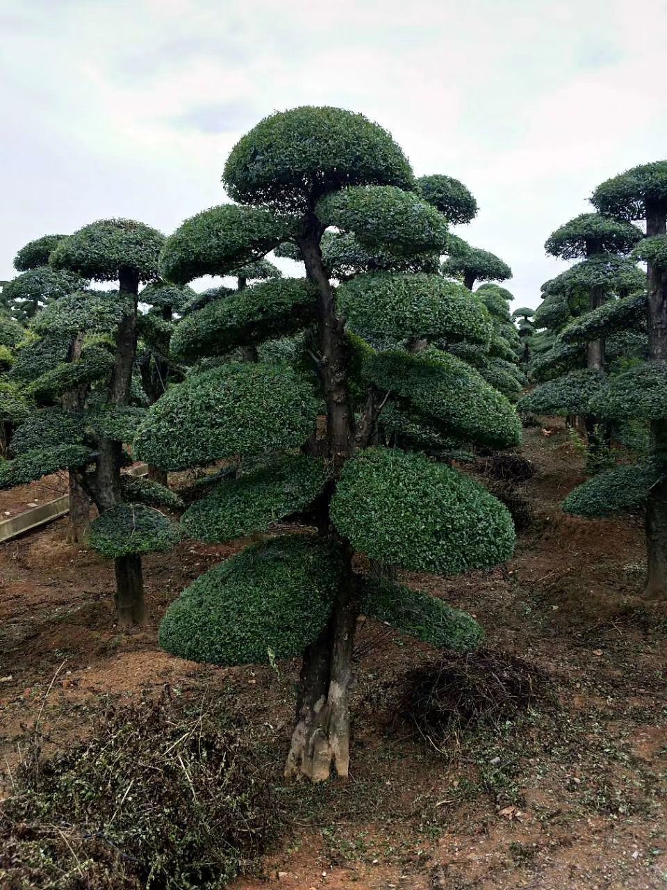 供應(yīng)京山對(duì)節(jié)白蠟盆景價(jià)格對(duì)節(jié)白蠟廠家