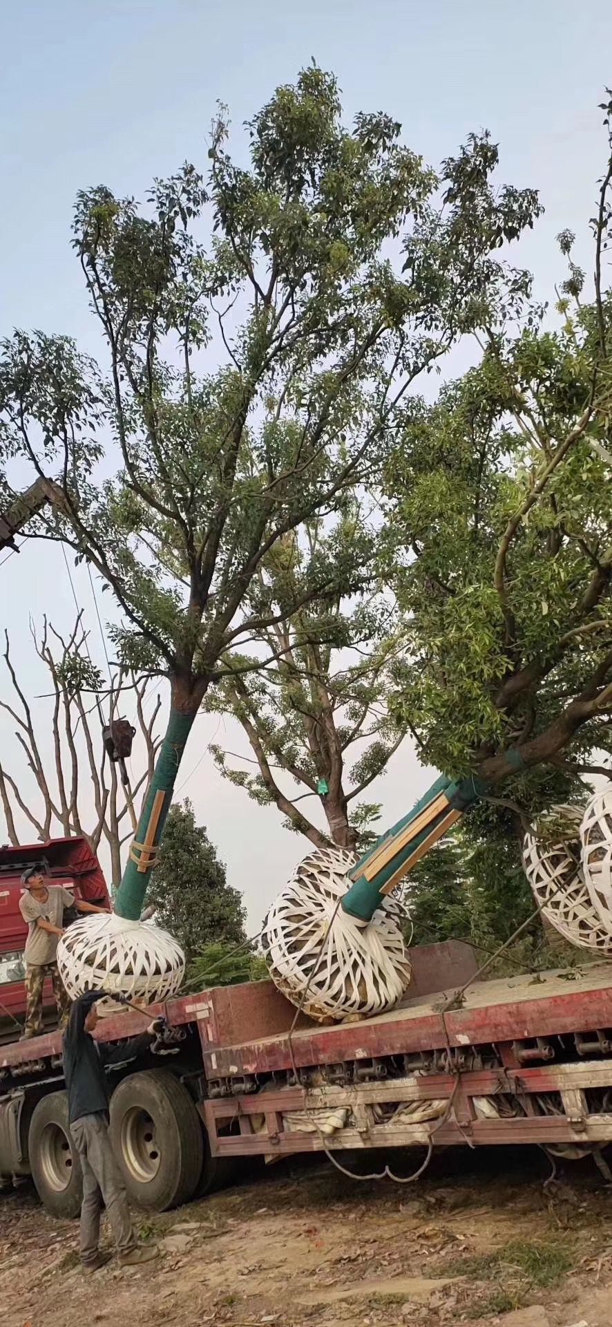 供應(yīng)湖北香樟樹-荊門香樟-荊州香樟價(jià)格 湖北香樟價(jià)格