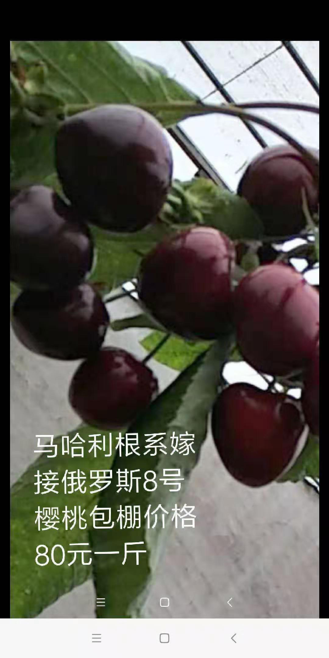 俄羅斯8號(hào)櫻桃種植技術(shù)-俄羅斯8號(hào)櫻桃種子-大櫻桃價(jià)格