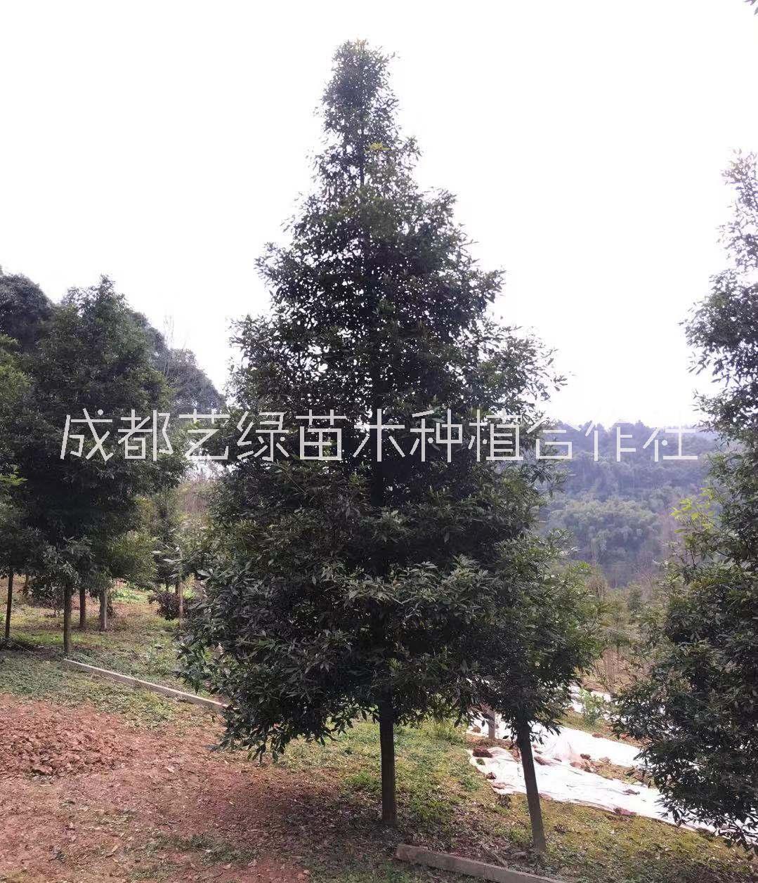 2019四川成都小葉楨楠 金絲楠 楠木 基地直銷 批發(fā)價格