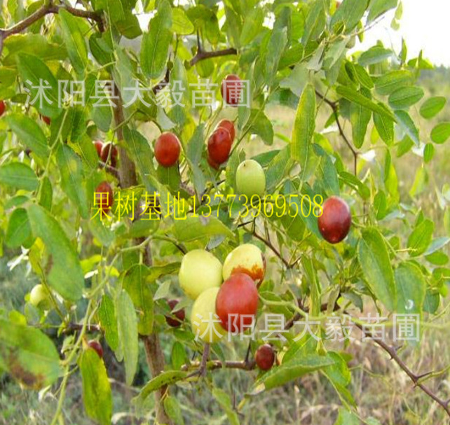 【大毅苗木】批發(fā)棗樹苗 沾化冬棗樹當年結果 嫁接果樹苗
