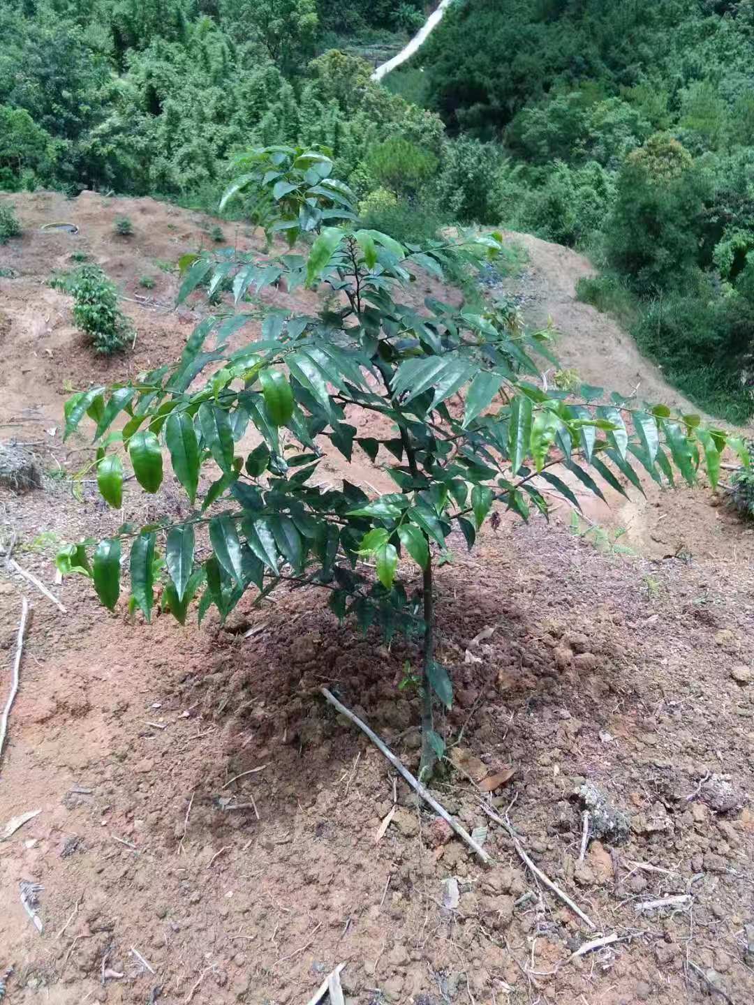肇慶屈頭雞苗苗場(chǎng)-大量供應(yīng)屈頭雞苗-專業(yè)種植屈頭雞苗批發(fā)/批發(fā)價(jià)格