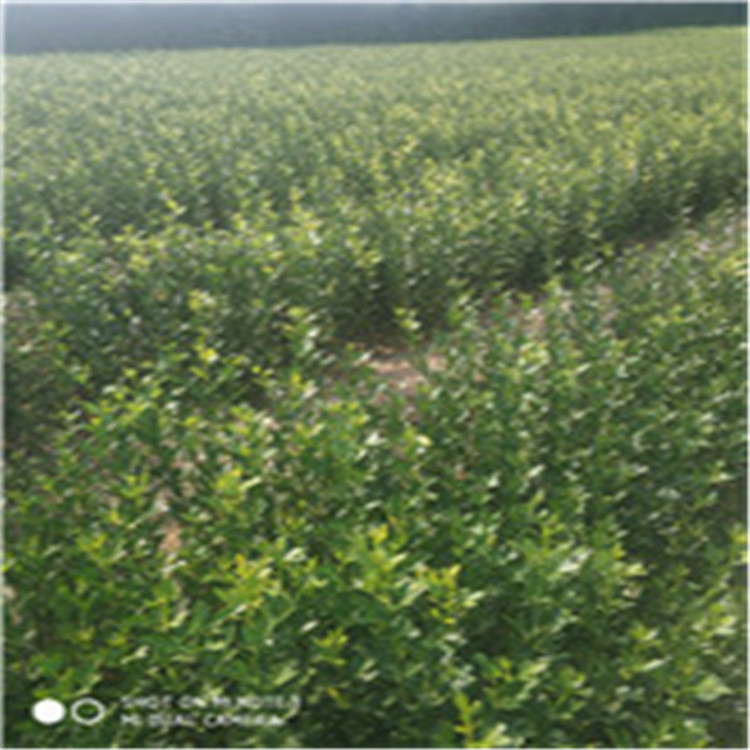 山東 枸橘苗基地枸橘苗價格暢購無憂好貨價低